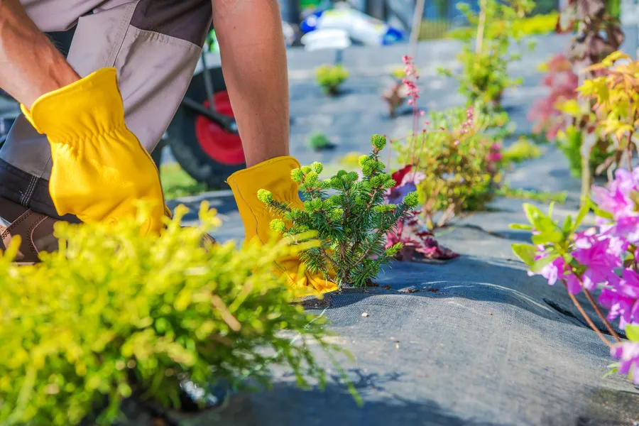 How Gardening Services Improve Plant Longevity And Growth in Centralia, WA